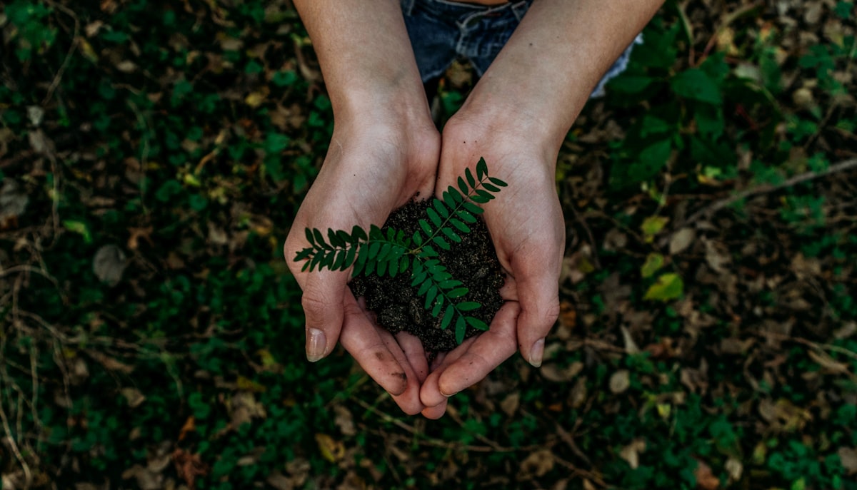 Hands holding a young plant in a green field